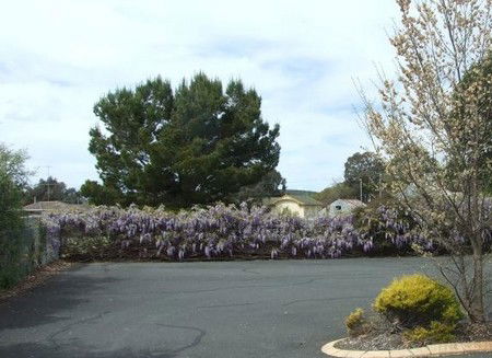 Lilac City Motor Inn & Streakhouse - ACT Tourism 1