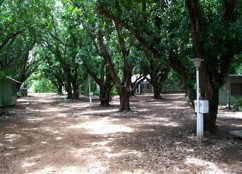 Daly River Mango Farm - ACT Tourism 4