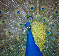 Willunga Peacock Farm Bed and Breakfast - ACT Tourism