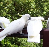 Lorikeet Lane BB - ACT Tourism