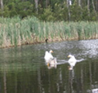 Summer Cottage - ACT Tourism