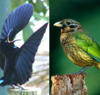 Chambers Wildlife Rainforest Lodges - ACT Tourism