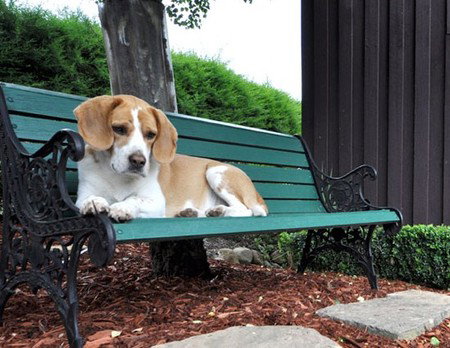 Clear Creek Cottage - ACT Tourism 1