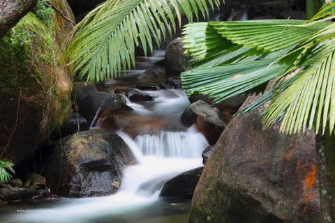Daintree Secrets (Award Winning Retreat) - ACT Tourism 1