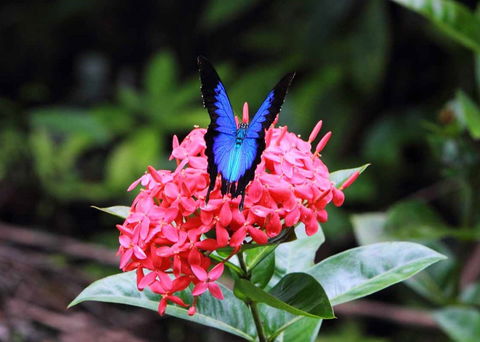Daintree Secrets (Award Winning Retreat) - ACT Tourism 5