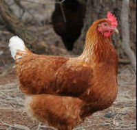 Avonmore Estate Biodynamic Winery - ACT Tourism