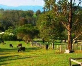Giba Gunyah Country Cottages - ACT Tourism 1