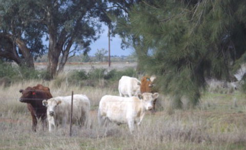 Aussie Cabins - ACT Tourism 2