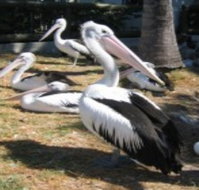 Christmas Cove Caravan Park - ACT Tourism