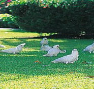 Aurora Kakadu - ACT Tourism