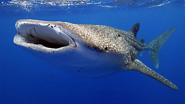 Exmouth Holiday Homes - ACT Tourism 1