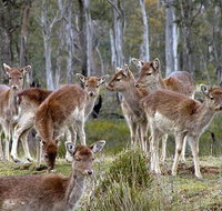 Lake Leake Chalet - ACT Tourism