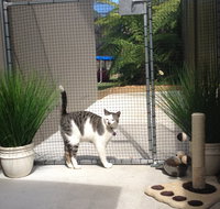 Caringbah Cat Hotel - ACT Tourism