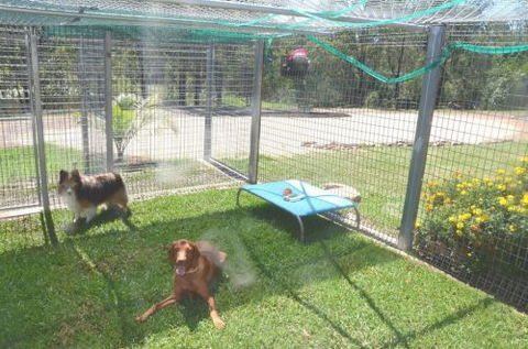 Wingham Pet Motel - ACT Tourism 1