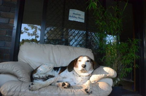 Wingham Pet Motel - ACT Tourism 3