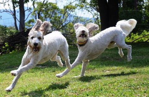 Wingham Pet Motel - ACT Tourism 4