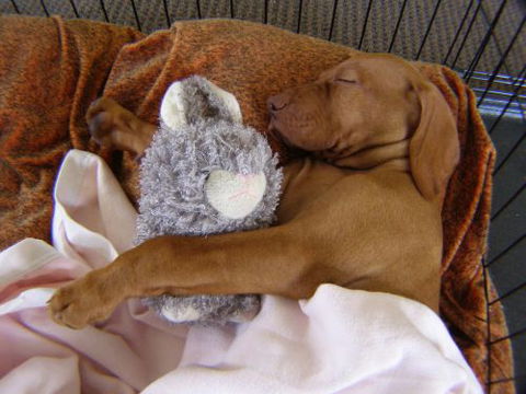 Wingham Pet Motel - ACT Tourism 6
