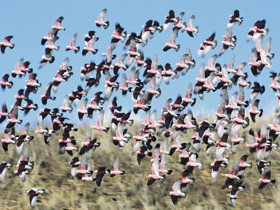 Copley Caravan & Cabin Park - ACT Tourism 0