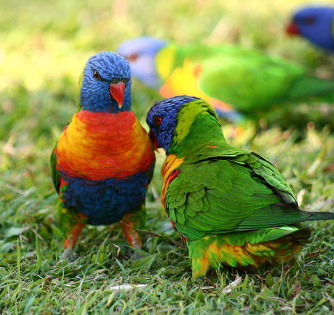 Shambhala Retreat Magnetic Island Cottages - ACT Tourism 8