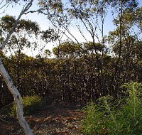 Lions Dryandra Woodlands Village - ACT Tourism