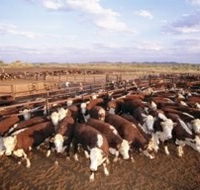 Bond Springs Outback Retreat - ACT Tourism