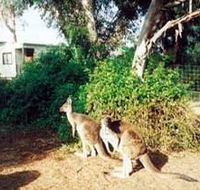 Avoca Dell Caravan Park - ACT Tourism