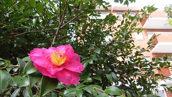 Waldorf Hornsby Residential Apartments - ACT Tourism 4