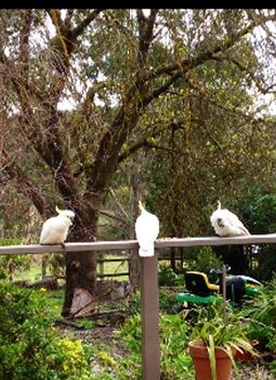 Australian Home Away @ Wonga Park Brushy Creek - ACT Tourism 0