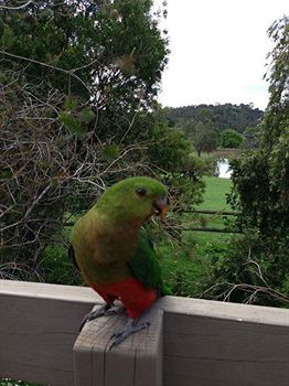 Australian Home Away @ Wonga Park Brushy Creek - ACT Tourism 2