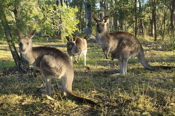 Eagleview Resort - ACT Tourism 42