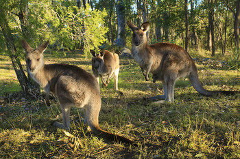 Eagleview Resort - ACT Tourism 56