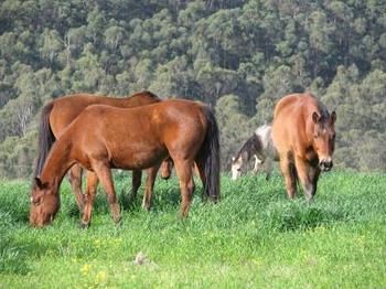 Hill Top Country Guest House - ACT Tourism 2