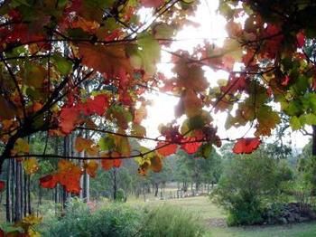 Elfin Hill Country Accommodation - ACT Tourism 0