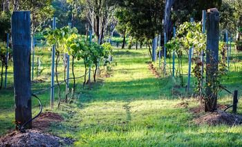 Elfin Hill Country Accommodation - ACT Tourism 14