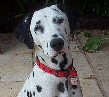 Tantarra Bed And Breakfast - ACT Tourism 17