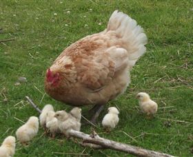 Eden Orchard And Farmstay - ACT Tourism 3