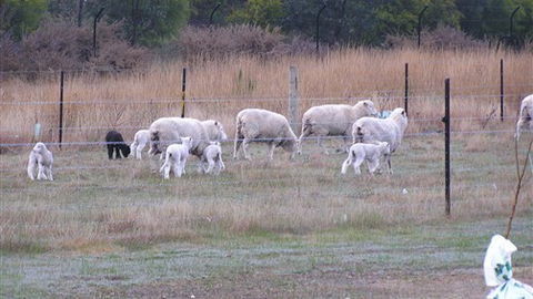 Auberge Woodend - ACT Tourism 0