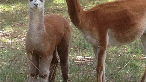 Chestnut Springs - ACT Tourism 6