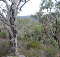 The Glen - ACT Tourism