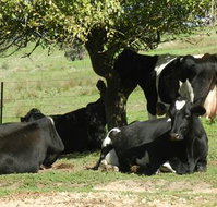 Willy's Holiday House - ACT Tourism