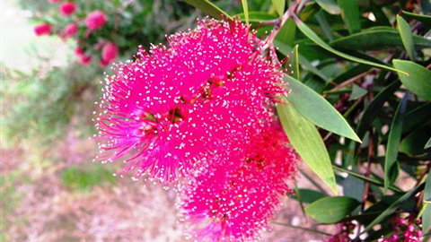 Sweetwater Stays Rural Retreat - ACT Tourism 4