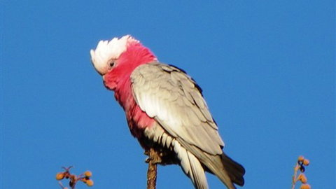 Sweetwater Stays Rural Retreat - ACT Tourism 5