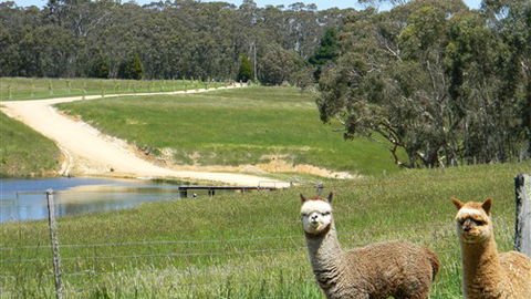 Cygnet Park Country Retreat - ACT Tourism 3