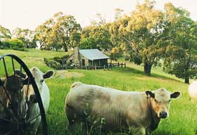 Adelaide Hills Country Cottages - Gum Tree Cottage - ACT Tourism 1