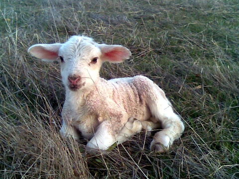 Glendara Cottage - ACT Tourism 1