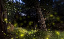 Central Coast Eco Tours - ACT Tourism 1