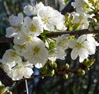 Coolah Caravan Park - ACT Tourism