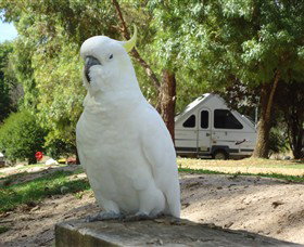 Glamping In The Grampians - Halls Gap Lakeside Tourist Park - ACT Tourism 2