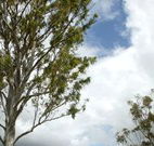 Glen Villa Resort and Tourist Park Casino - ACT Tourism