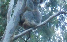 Barrington Tops Organic Retreat - ACT Tourism 7